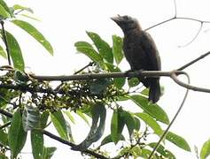 Bristle-nosed Barbet