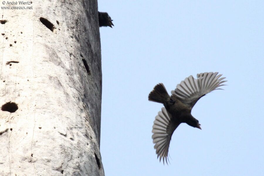 Bristle-nosed Barbet