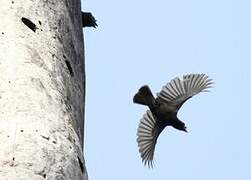 Bristle-nosed Barbet