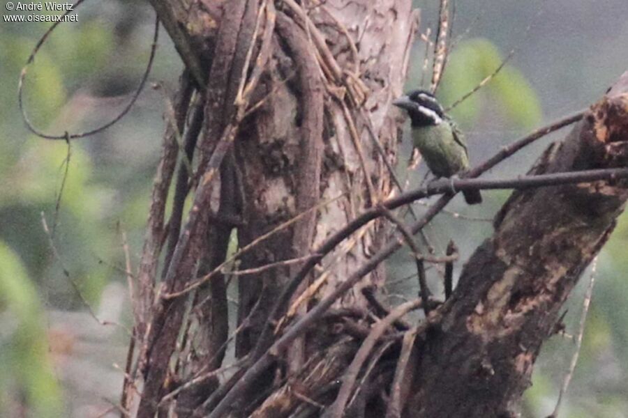 Hairy-breasted Barbet