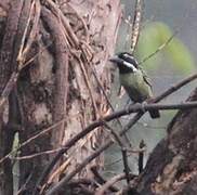 Hairy-breasted Barbet