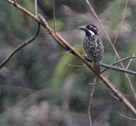 Hairy-breasted Barbet