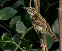 Speckled Tinkerbird