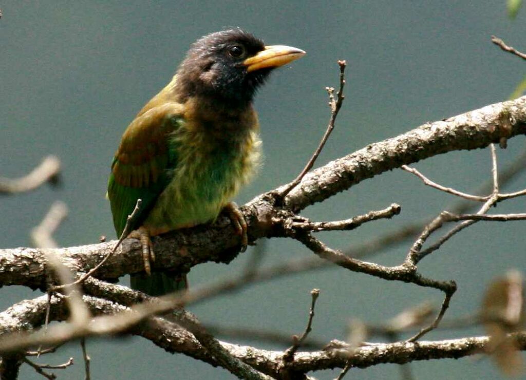 Barbu géant, identification