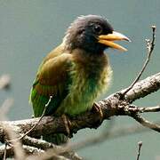 Great Barbet