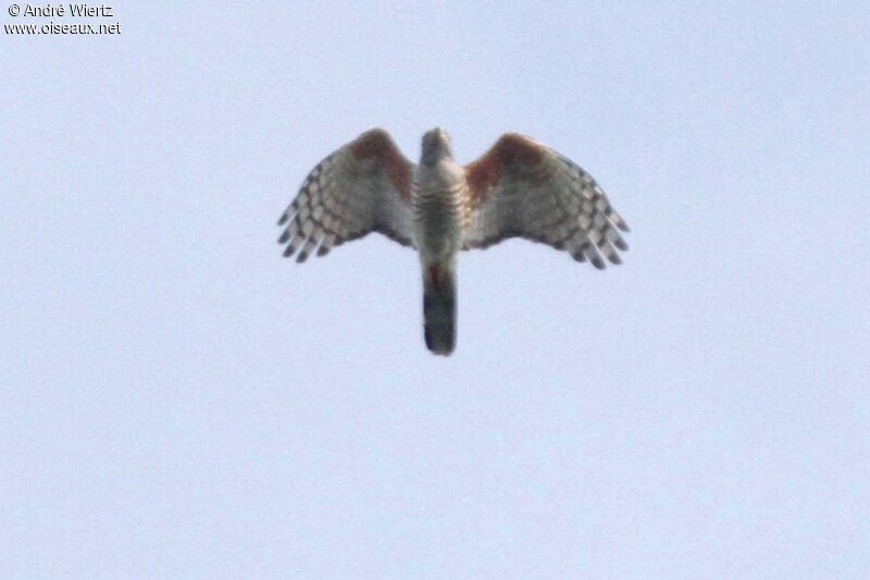 African Cuckoo-Hawk male, Flight