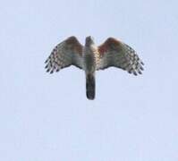 African Cuckoo-Hawk