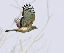 African Cuckoo-Hawk