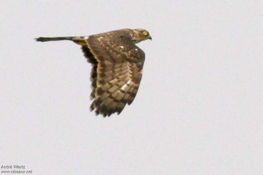 African Cuckoo-Hawkimmature, Flight