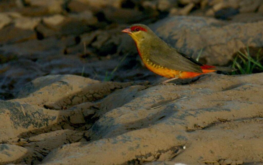 Bengali zébré mâle, identification