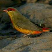 Orange-breasted Waxbill