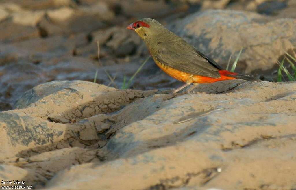 Orange-breasted Waxbill male adult, identification