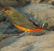 Orange-breasted Waxbill