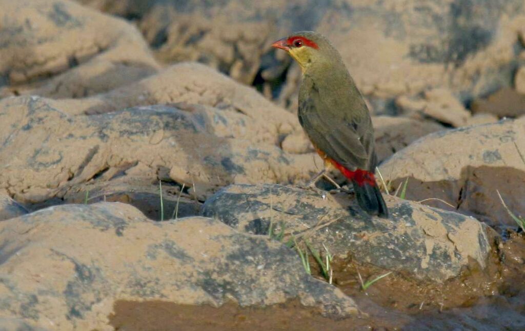 Orange-breasted Waxbill male, identification