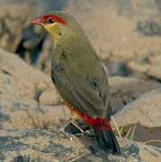 Orange-breasted Waxbill