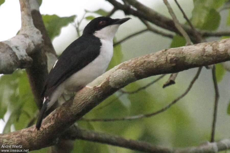 African Shrike-flycatcher male adult, identification