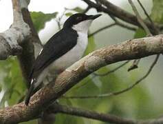 African Shrike-flycatcher