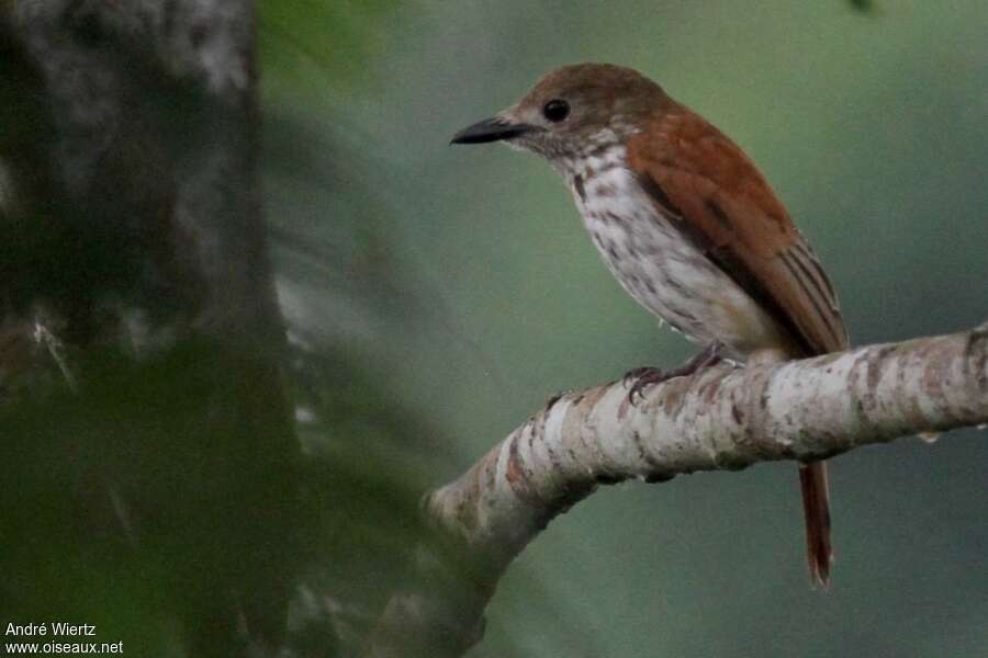 African Shrike-flycatcher female, identification