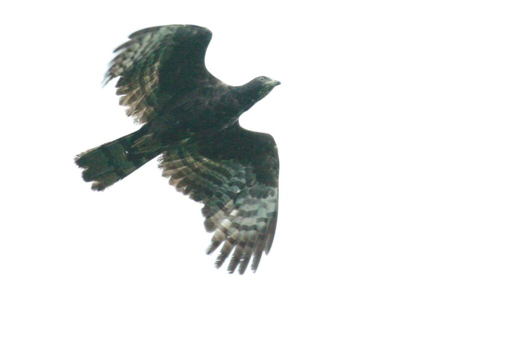 Crested Honey Buzzard, Flight