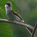 Bulbul à ailes vertes