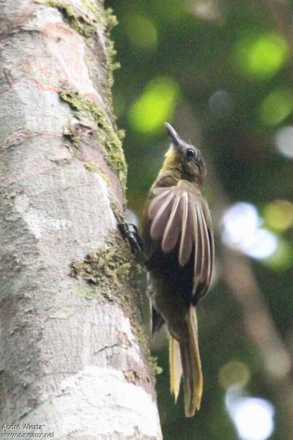 Bulbul à barbe jaune