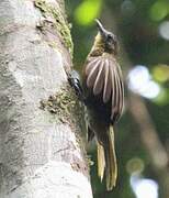 Bulbul à barbe jaune