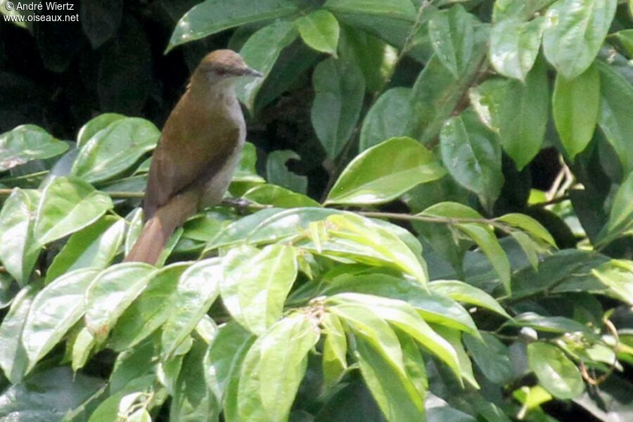 Slender-billed Greenbul