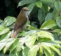 Bulbul à bec grêle