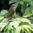 Bulbul à bec grêle