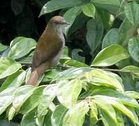 Slender-billed Greenbul