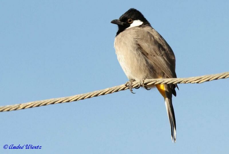 White-eared Bulbul