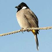 White-eared Bulbul