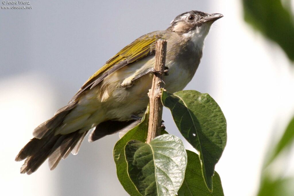 Bulbul de Chine