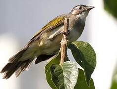 Light-vented Bulbul