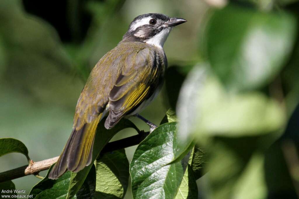 Bulbul de Chineadulte, identification