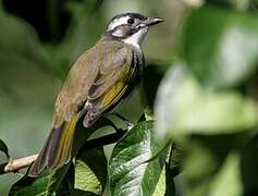 Light-vented Bulbul