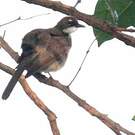 Bulbul modeste