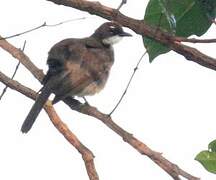 Simple Greenbul