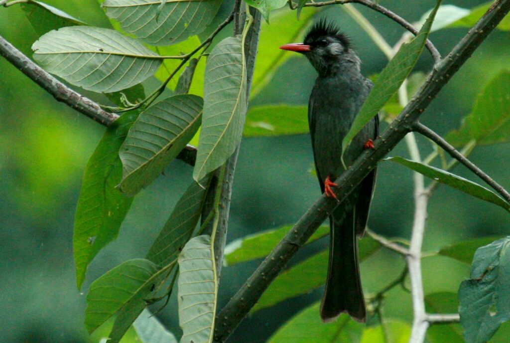 Black Bulbul