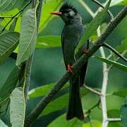 Bulbul noir