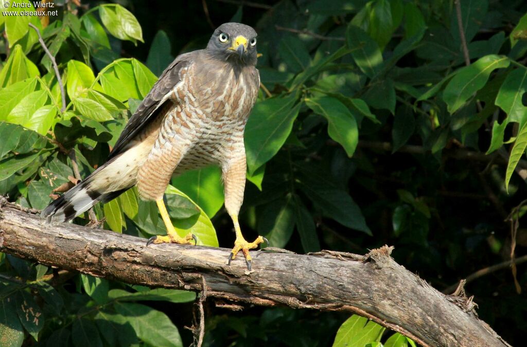 Roadside Hawkadult, Behaviour