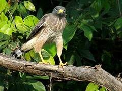 Roadside Hawk