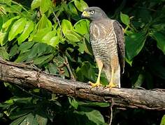 Roadside Hawk