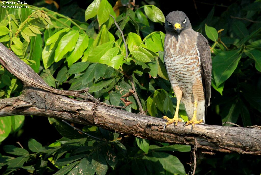 Roadside Hawk