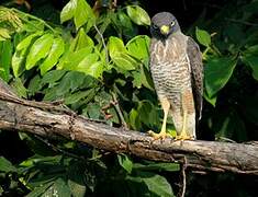 Roadside Hawk