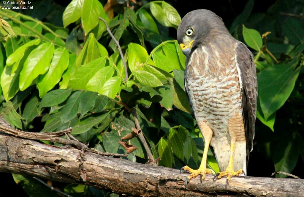 Roadside Hawk