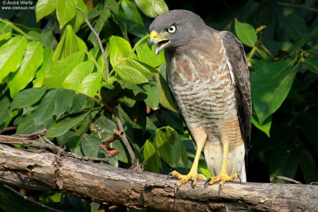 Roadside Hawk