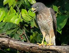 Roadside Hawk