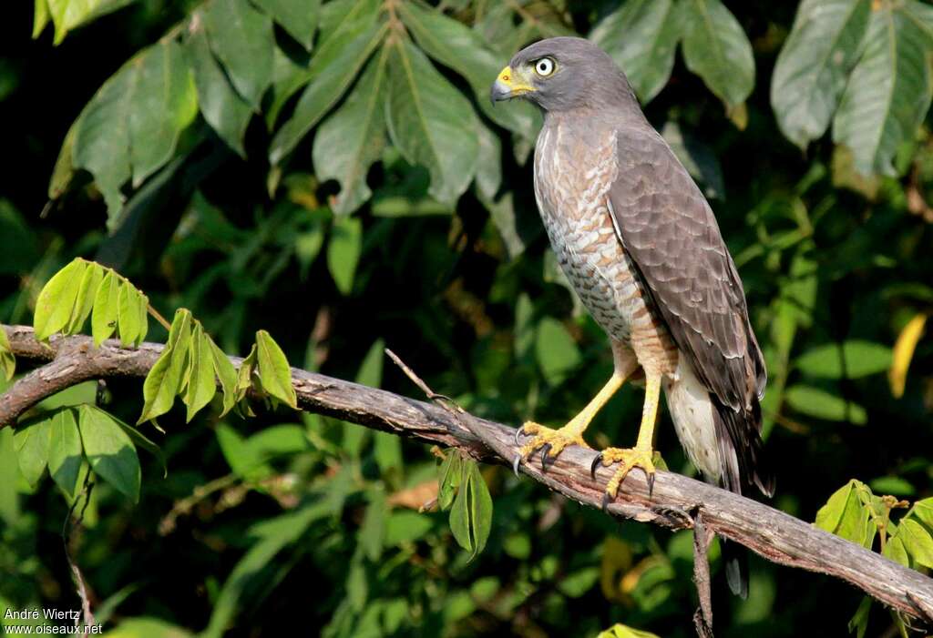 Roadside Hawkadult, identification