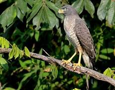 Roadside Hawk